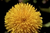 タンポポの花弁